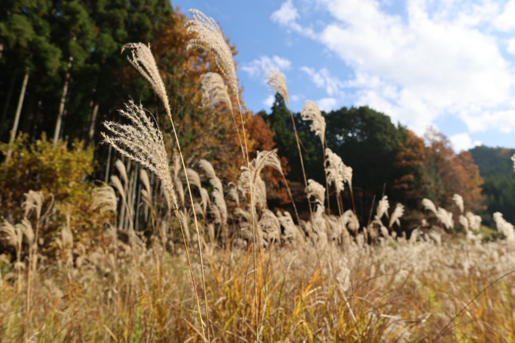 Hokkaido Wheat Fields